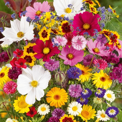 GardenSeeds - Let At Dyrke Blandet Blomsterhave Variation Farverige Blomsterfrø