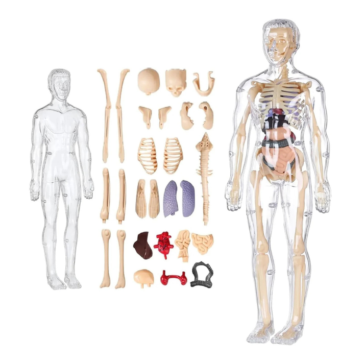 BodyPuzzle – 3D Sæt Til Udforskning Af Den Menneskelige Krop