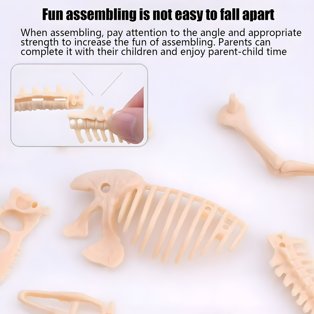 Kletshuts™ SkeletonDinosaur: Pedagogisk Skjelett Dinosaur Fossil Gravesett