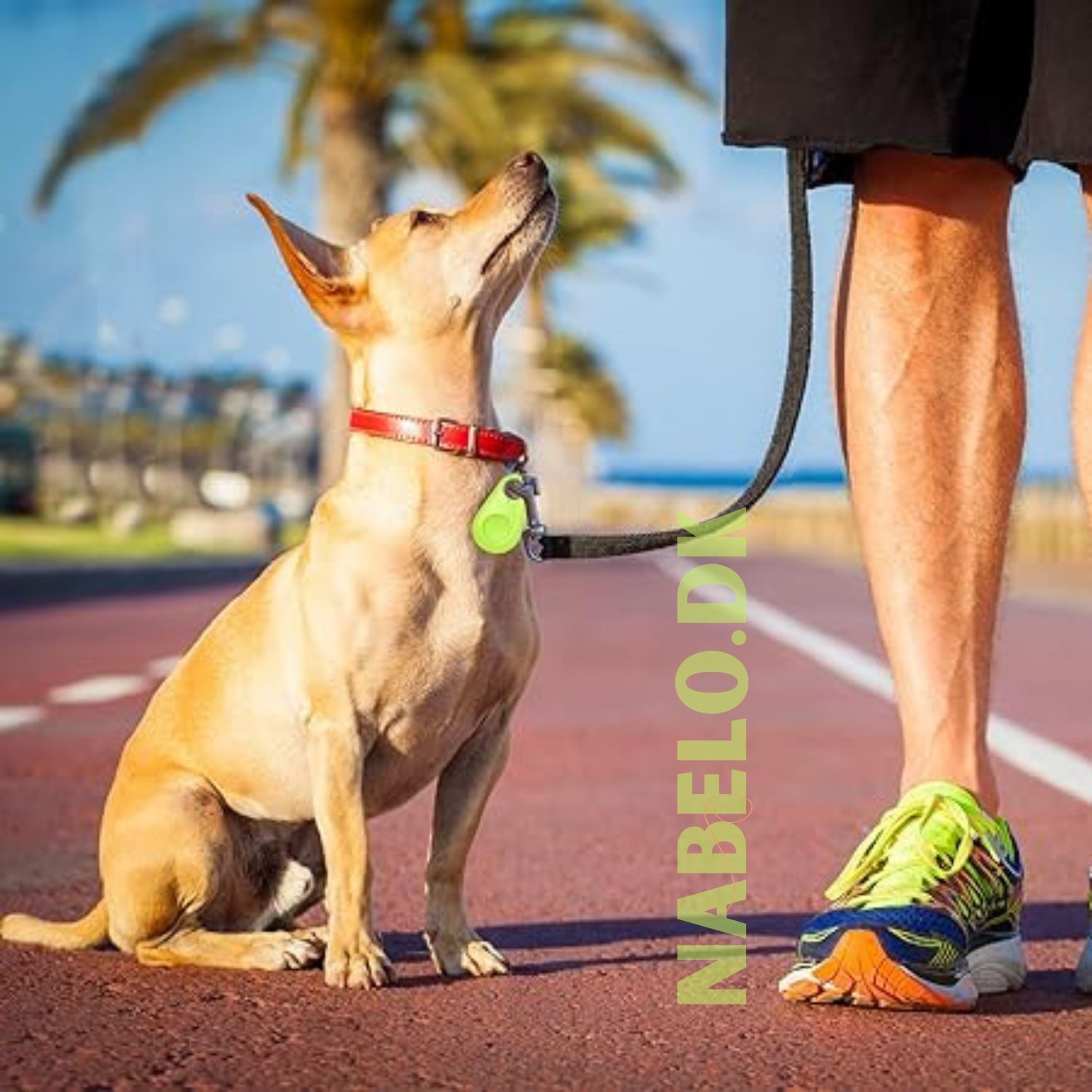 DogCatFri™ PetTracker - Bluetooth Trådløs kjæledyrsporer