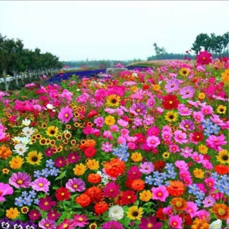 GardenSeeds - Let At Dyrke Blandet Blomsterhave Variation Farverige Blomsterfrø