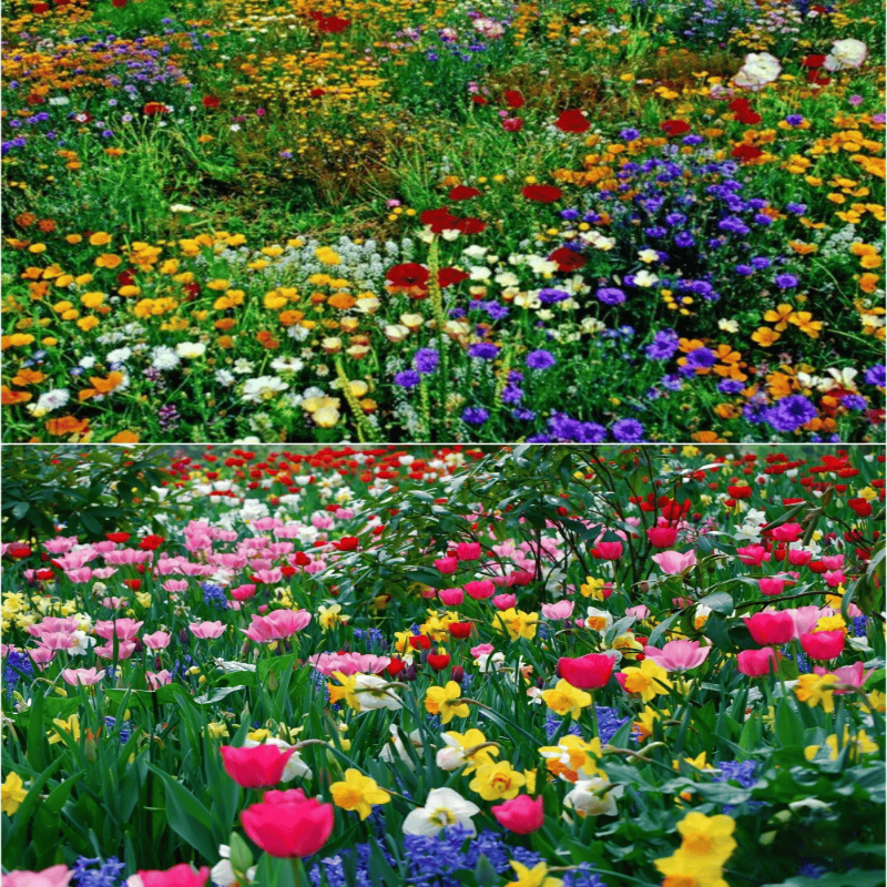 GardenSeeds - Let At Dyrke Blandet Blomsterhave Variation Farverige Blomsterfrø