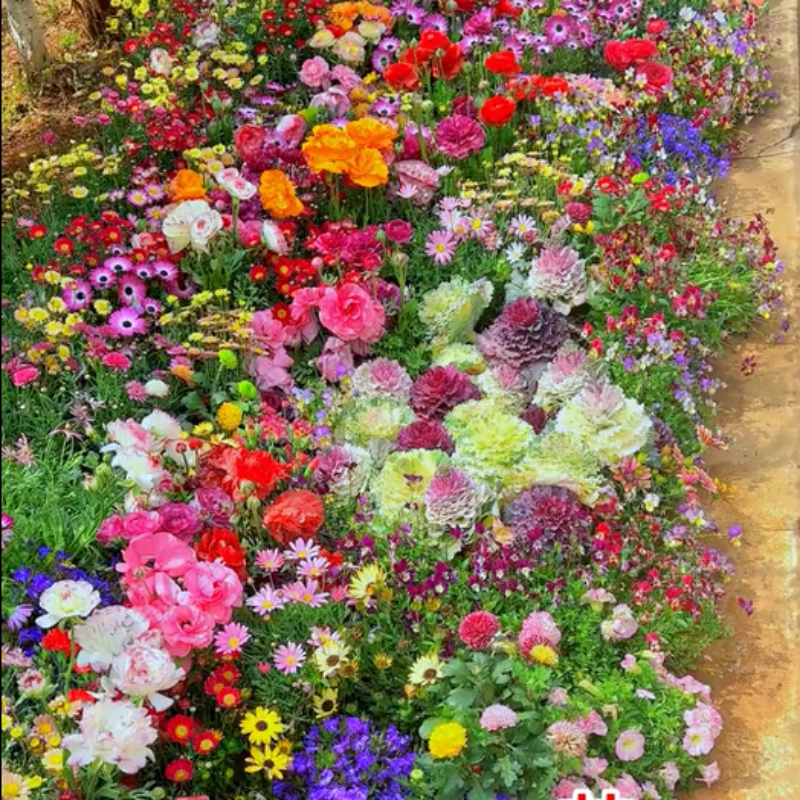 GardenSeeds - Let At Dyrke Blandet Blomsterhave Variation Farverige Blomsterfrø