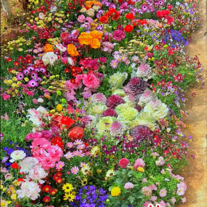 GardenSeeds - Let At Dyrke Blandet Blomsterhave Variation Farverige Blomsterfrø