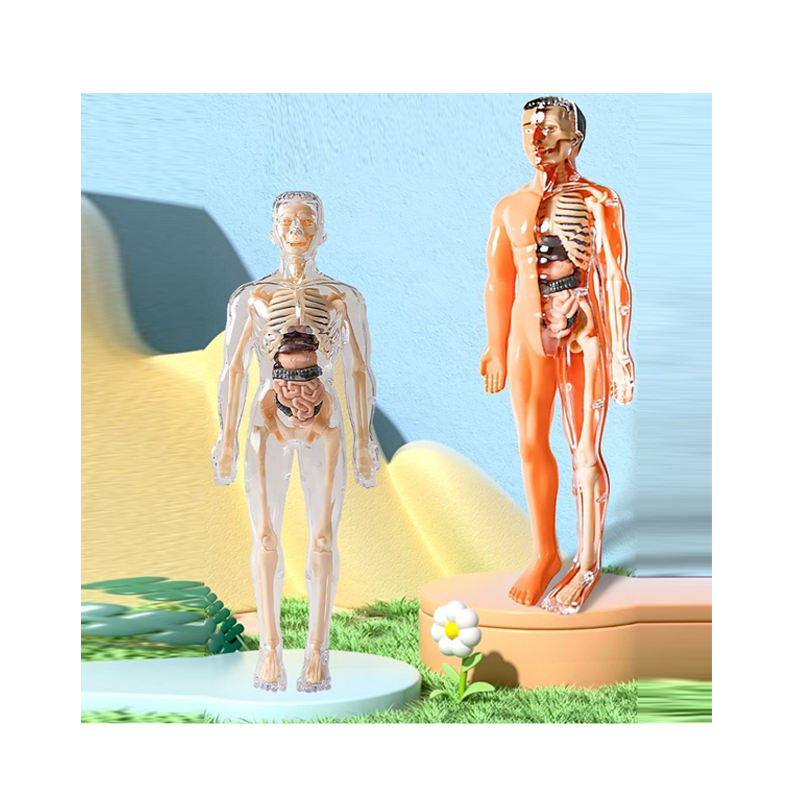 Kletshuts™ AnatomyKit: Human Anatomi Model Dele Pædagogisk Læring Kit