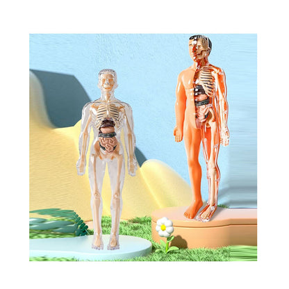 Kletshuts™ AnatomyKit: Human Anatomi Model Dele Pædagogisk Læring Kit
