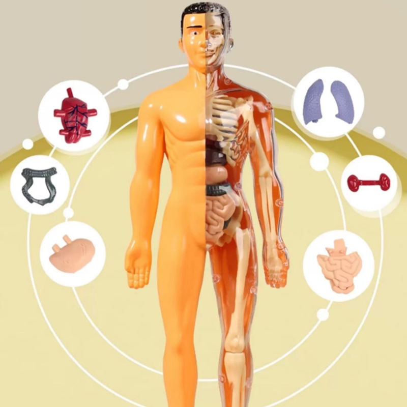 Kletshuts™ AnatomyKit: Human Anatomi Model Dele Pædagogisk Læring Kit