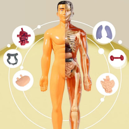 Kletshuts™ AnatomyKit: Human Anatomi Model Dele Pædagogisk Læring Kit