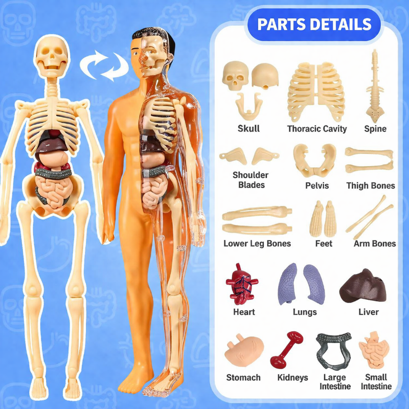 Kletshuts™ AnatomyKit: Menneskeanatomi Model Deler Pedagogisk Læringssett