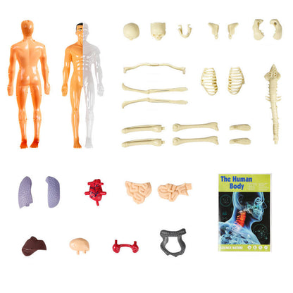 Kletshuts™ AnatomyKit: Human Anatomi Model Dele Pædagogisk Læring Kit