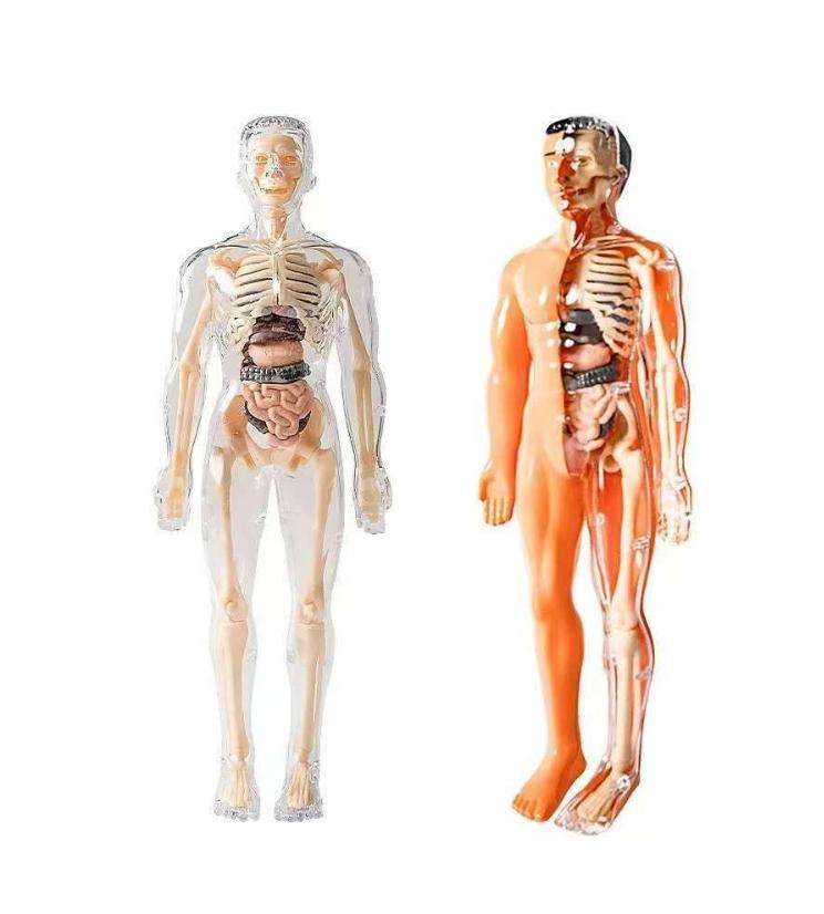 Kletshuts™ AnatomyKit: Menneskeanatomi Model Deler Pedagogisk Læringssett