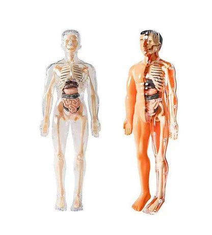 Kletshuts™ AnatomyKit: Menneskeanatomi Model Deler Pedagogisk Læringssett