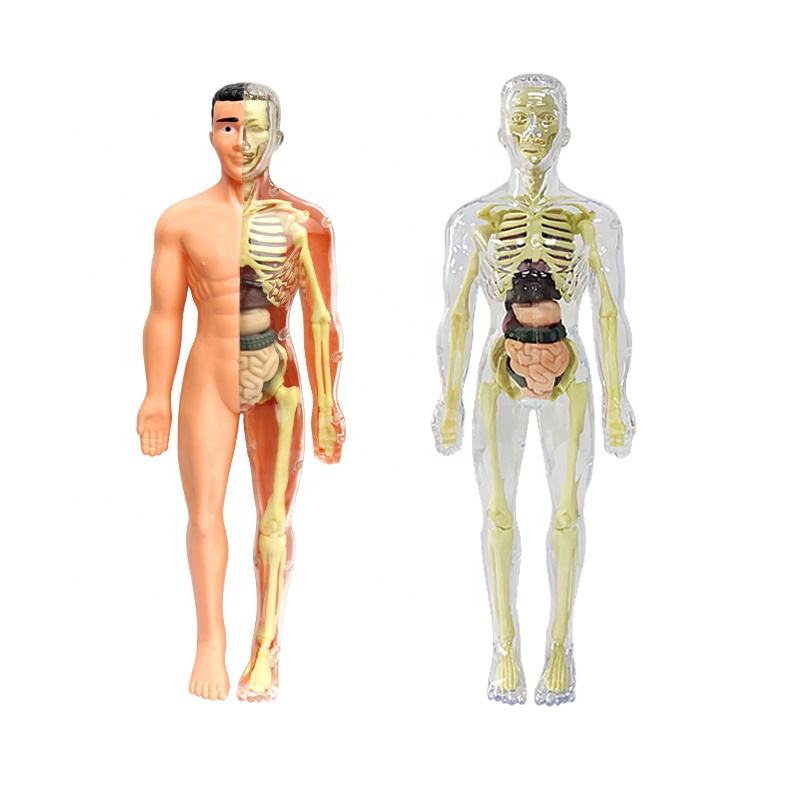 Kletshuts™ AnatomyKit: Menneskeanatomi Model Deler Pedagogisk Læringssett
