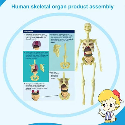 Kletshuts™ AnatomyKit: Human Anatomi Model Dele Pædagogisk Læring Kit