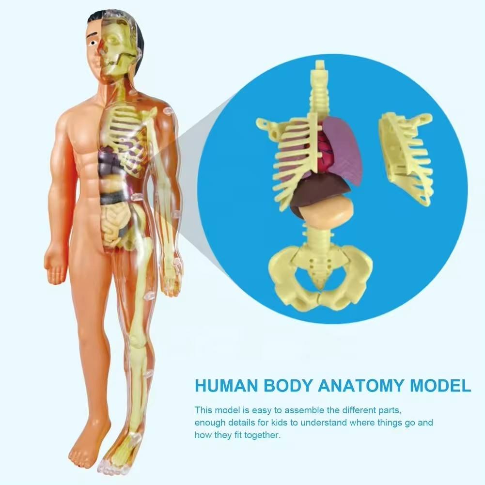 Kletshuts™ AnatomyKit: Human Anatomi Model Dele Pædagogisk Læring Kit