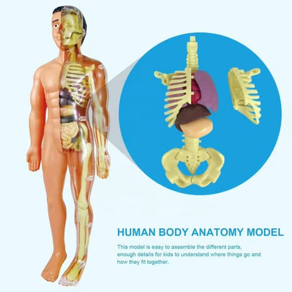 Kletshuts™ AnatomyKit: Human Anatomi Model Dele Pædagogisk Læring Kit