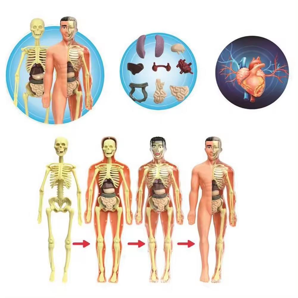 Kletshuts™ AnatomyKit: Human Anatomi Model Dele Pædagogisk Læring Kit