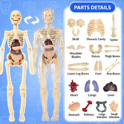 Kletshuts™ AnatomyKit: Menneskeanatomi Model Deler Pedagogisk Læringssett
