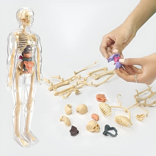 Kletshuts™ AnatomyKit: Human Anatomi Model Dele Pædagogisk Læring Kit