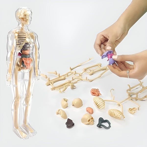 Kletshuts™ AnatomyKit: Menneskeanatomi Model Deler Pedagogisk Læringssett