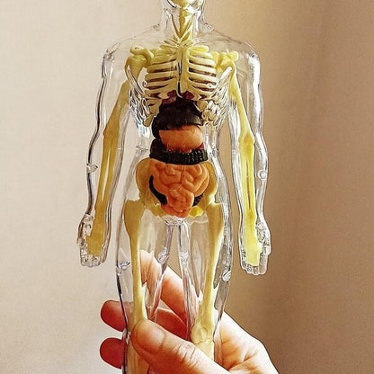Kletshuts™ AnatomyKit: Human Anatomi Model Dele Pædagogisk Læring Kit