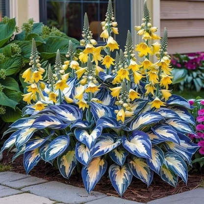PremiumPlants 1+1 GRATIS: Højkvalitets Sjældne Lavvedligeholdelses Premium Planter