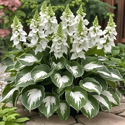 PremiumPlants 1+1 GRATIS: Højkvalitets Sjældne Lavvedligeholdelses Premium Planter