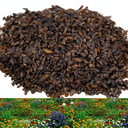 GardenSeeds - Let At Dyrke Blandet Blomsterhave Variation Farverige Blomsterfrø