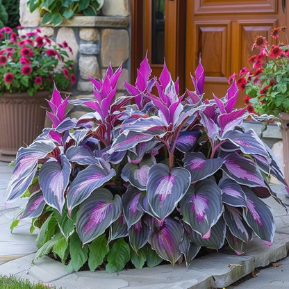 PremiumPlants 1+1 GRATIS: Højkvalitets Sjældne Lavvedligeholdelses Premium Planter