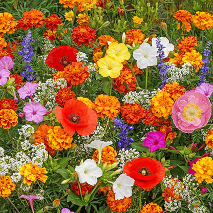 GardenSeeds - Let At Dyrke Blandet Blomsterhave Variation Farverige Blomsterfrø
