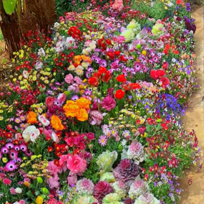 GardenSeeds - Let At Dyrke Blandet Blomsterhave Variation Farverige Blomsterfrø