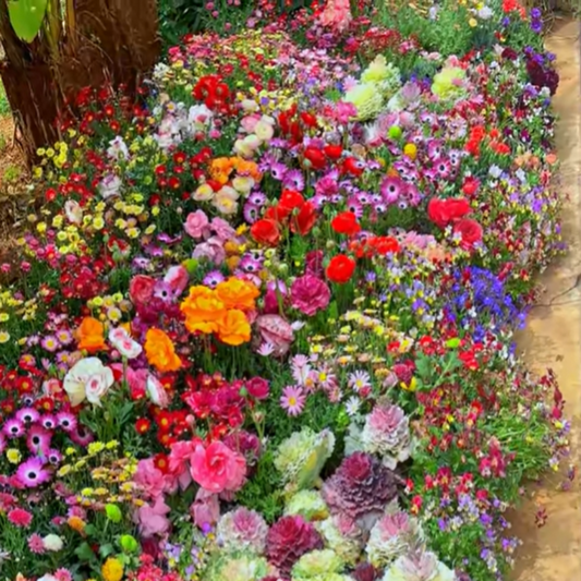GardenSeeds - Lett å Dyrke Blandet Blomsterhage Variasjon Fargerike Blomsterfrø