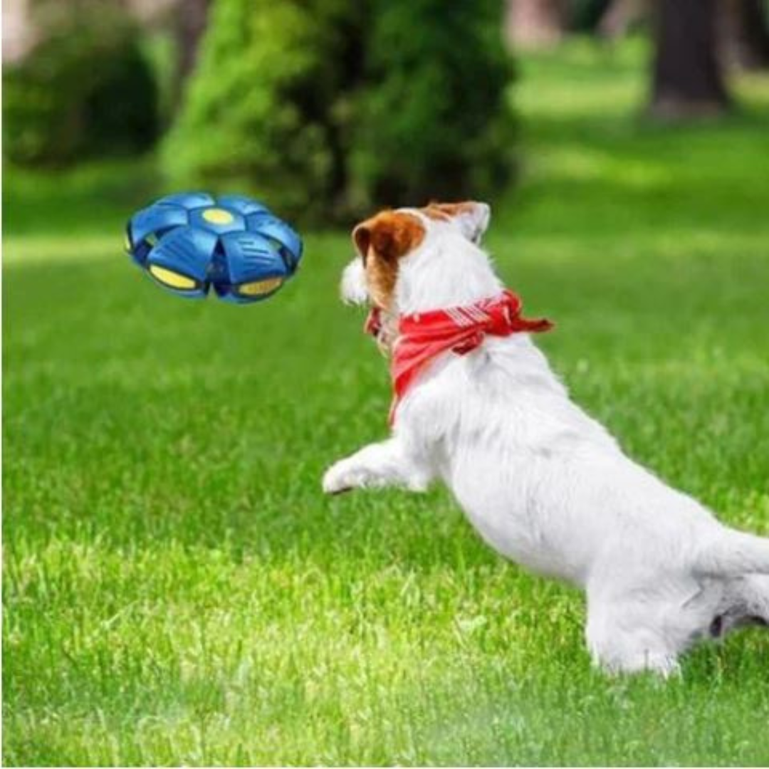 DogFri™ DiscBall 1+1 GRATIS - Doggy Skive Ball Leketøy til Kjæledyr