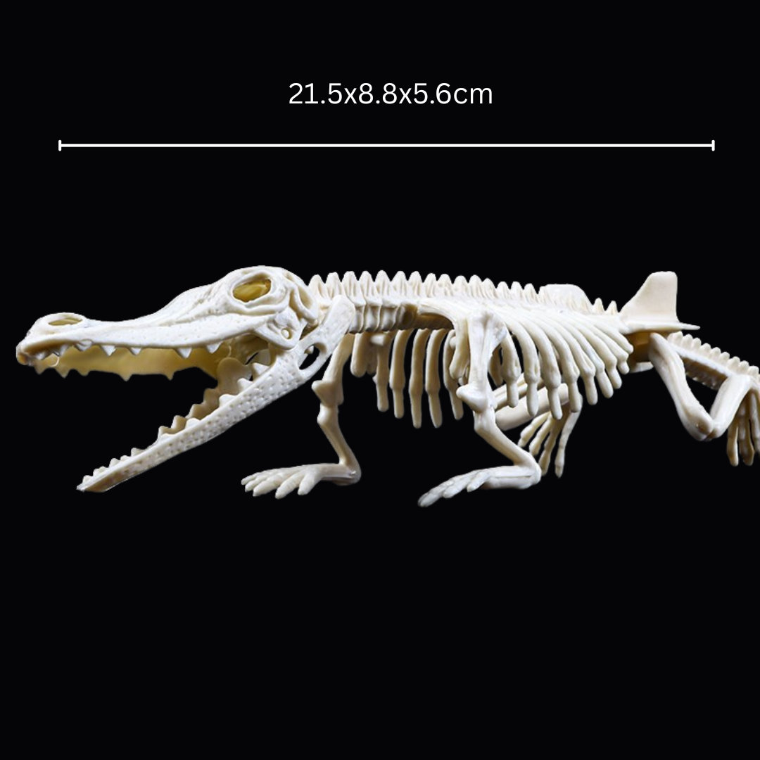Kletshuts™ SkeletonDinosaur: Pedagogisk Skjelett Dinosaur Fossil Gravesett