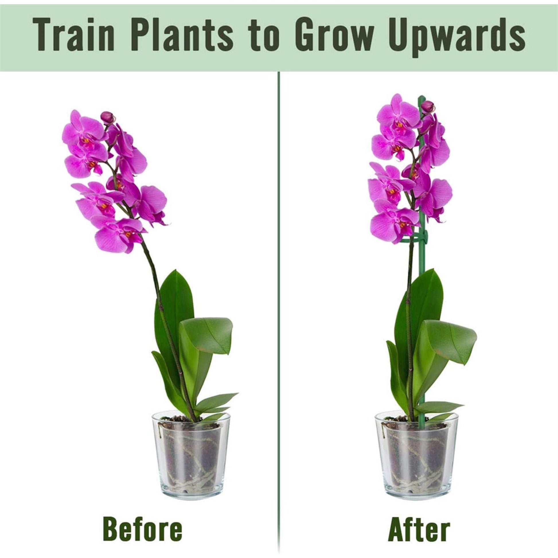 PlantSupport - Plantestøtte Innsats Stativ