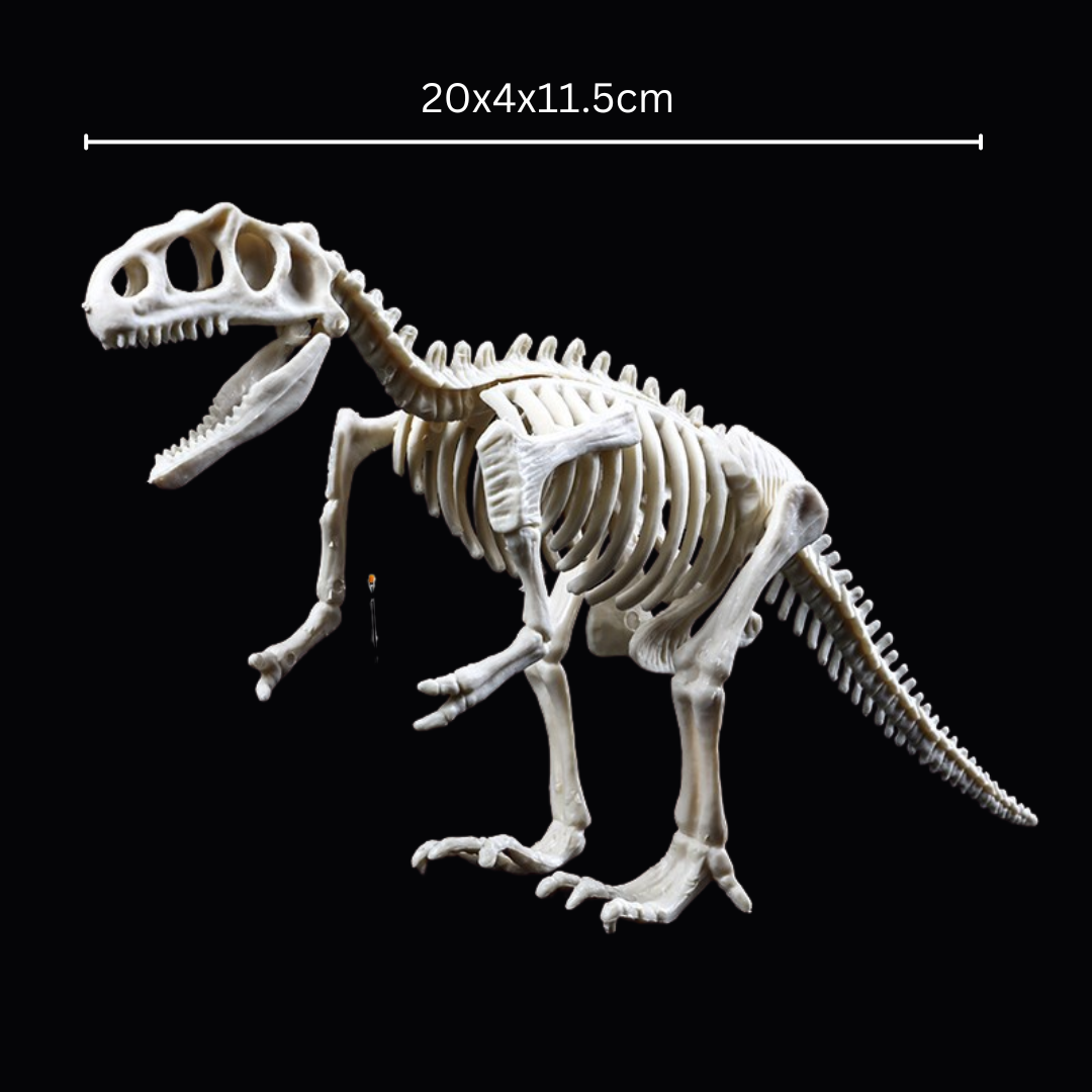 Kletshuts™ SkeletonDinosaur: Pedagogisk Skjelett Dinosaur Fossil Gravesett